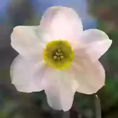 Sinopel